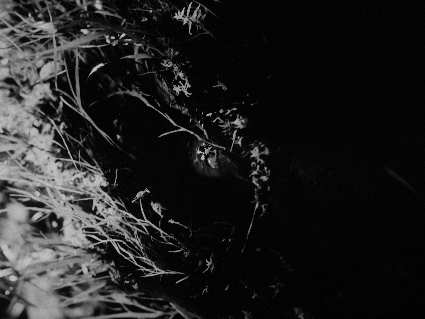 SEN_DC_MASTER_4444XQ_10143