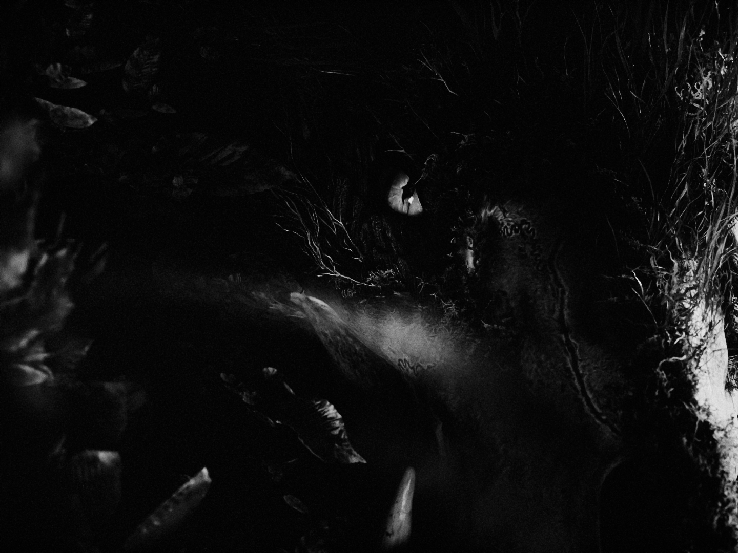 SEN_DC_MASTER_4444XQ_10586