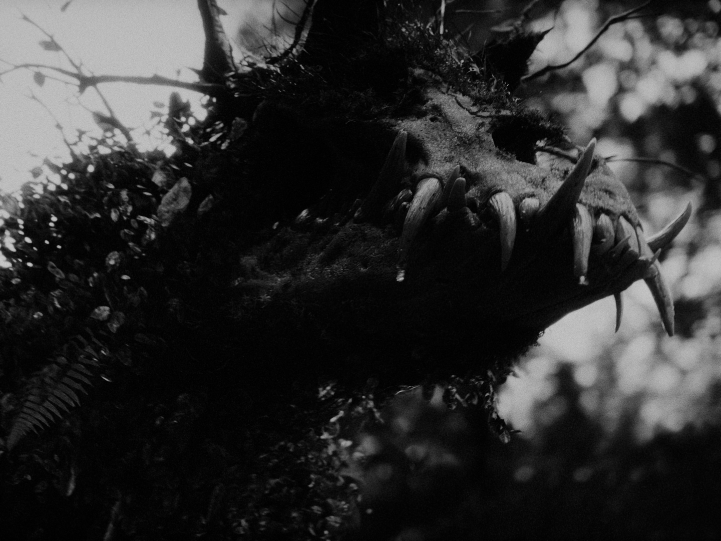 SEN_DC_MASTER_4444XQ_10788